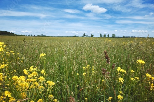 Summer field with flowers © Boris
