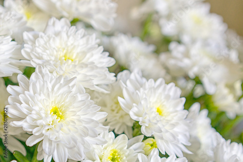 A macro photo of chrysanthemum flower. Light closeup of white Chrysanthemum flower with shadows.