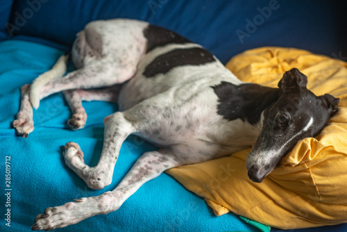 Black and White Greyhound Lying on a Sofa With a Pillow Under its Head