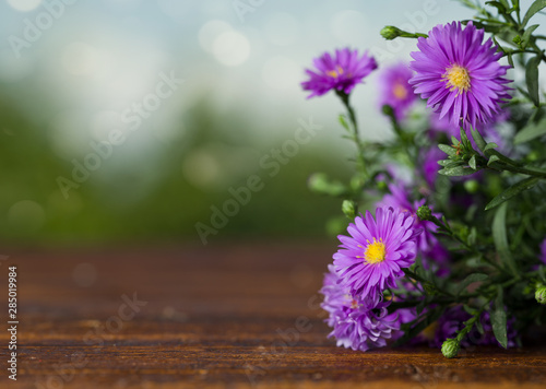 spring background, purple daisies on wooden table, close up