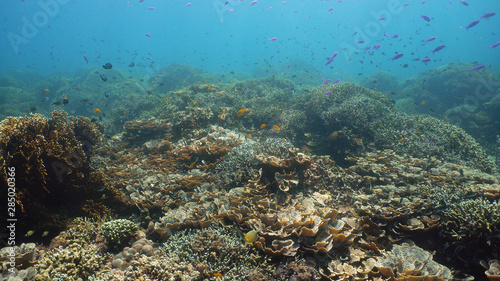Underwater Scene Coral Reef. Tropical underwater sea fishes. Camiguin, Philippines.