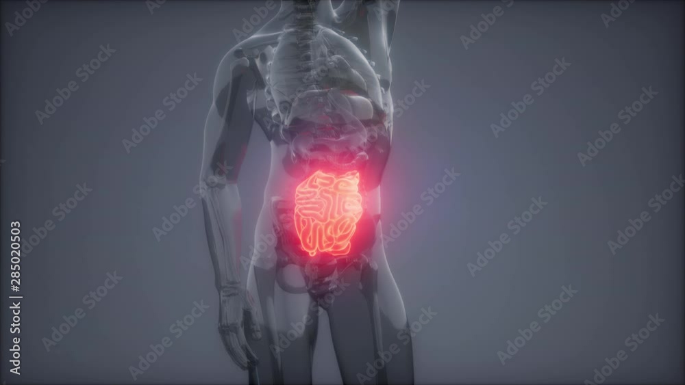science anatomy scan of human small intestine glowing science anatomy scan of human small intestine glowing
