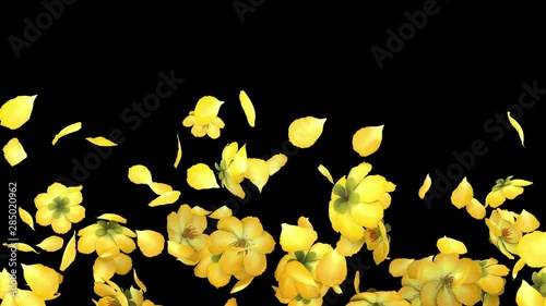 3D animation of a yellow flower petals flow with alpha layer