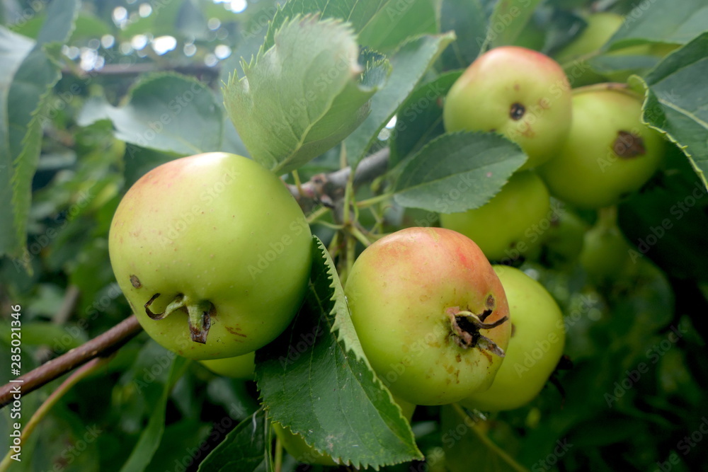 Äpfel am Baum Äpfel am Baum