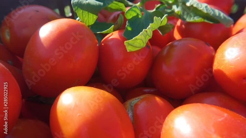 Fresh ripe tomatos in a box at food store. Healthy eating.