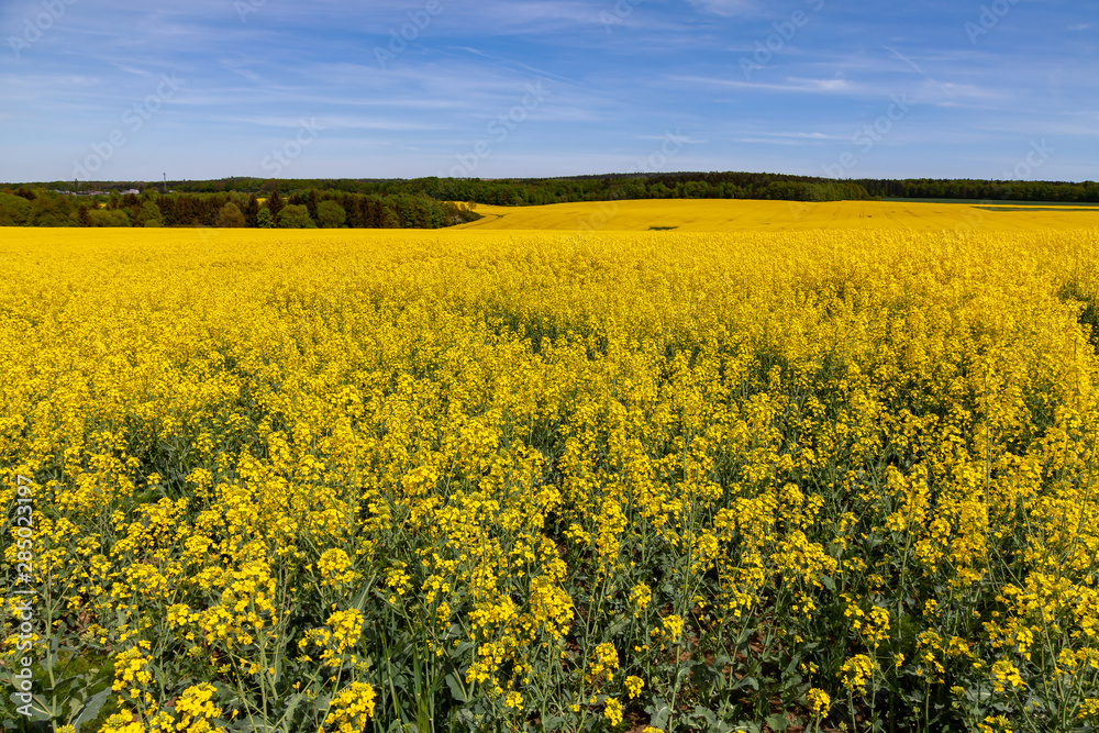 Field of rape and blue sky Field of rape and blue sky