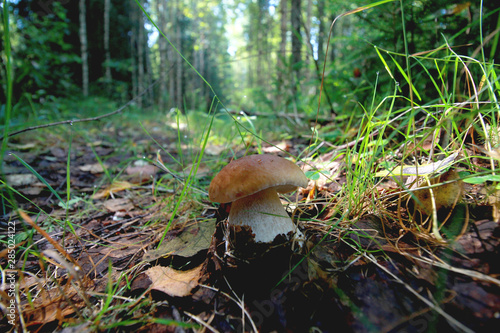 Boletus mushroom in summer forest