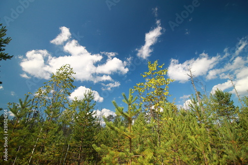 Swamp trees in summer on the blue sky background