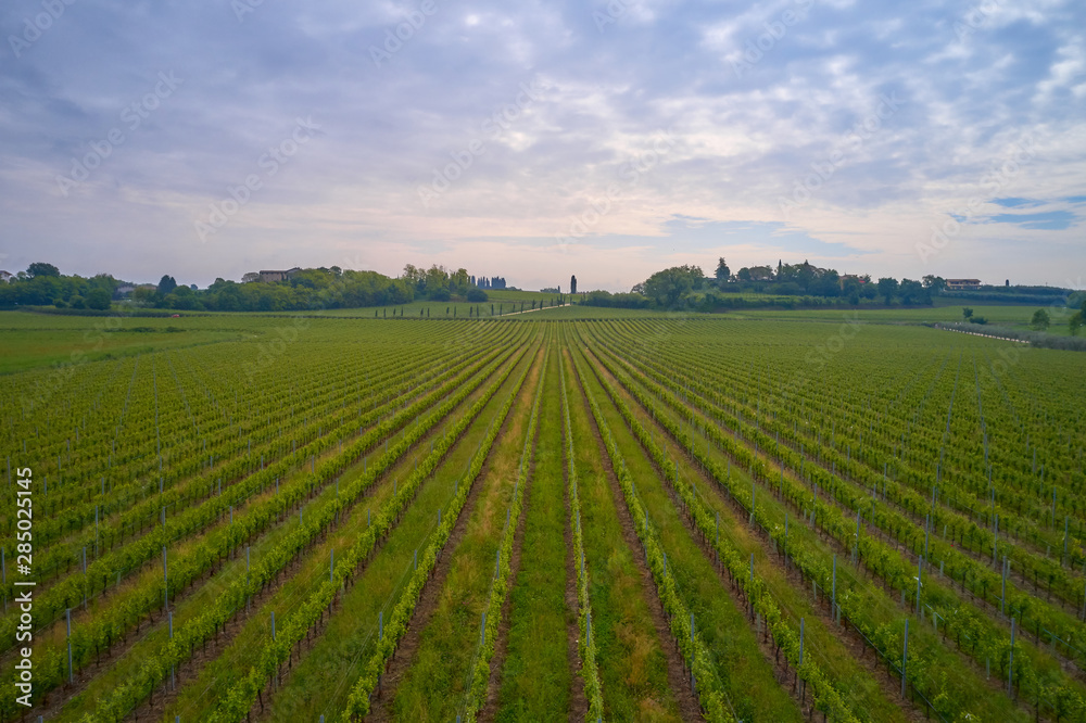 Aerial photography with drone. Grape plantation top view, Italy.