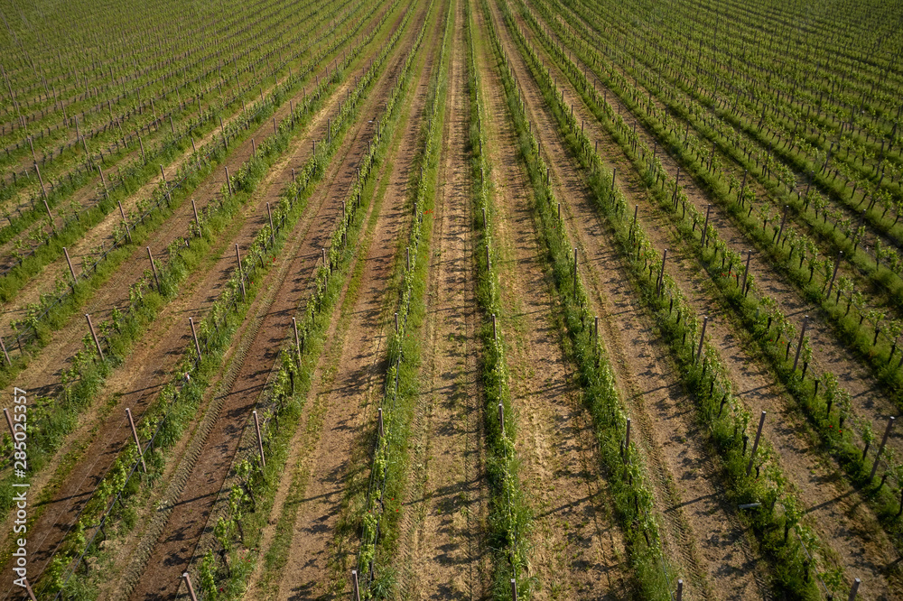 Aerial photography with drone. Grape plantation top view, Italy.