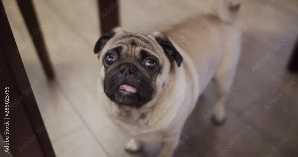 Funny hungry pug dog looking pitifully from under the table. Plaintively, asking. Begging for food Funny hungry pug dog looking pitifully from under the table. Plaintively, asking. Begging for food