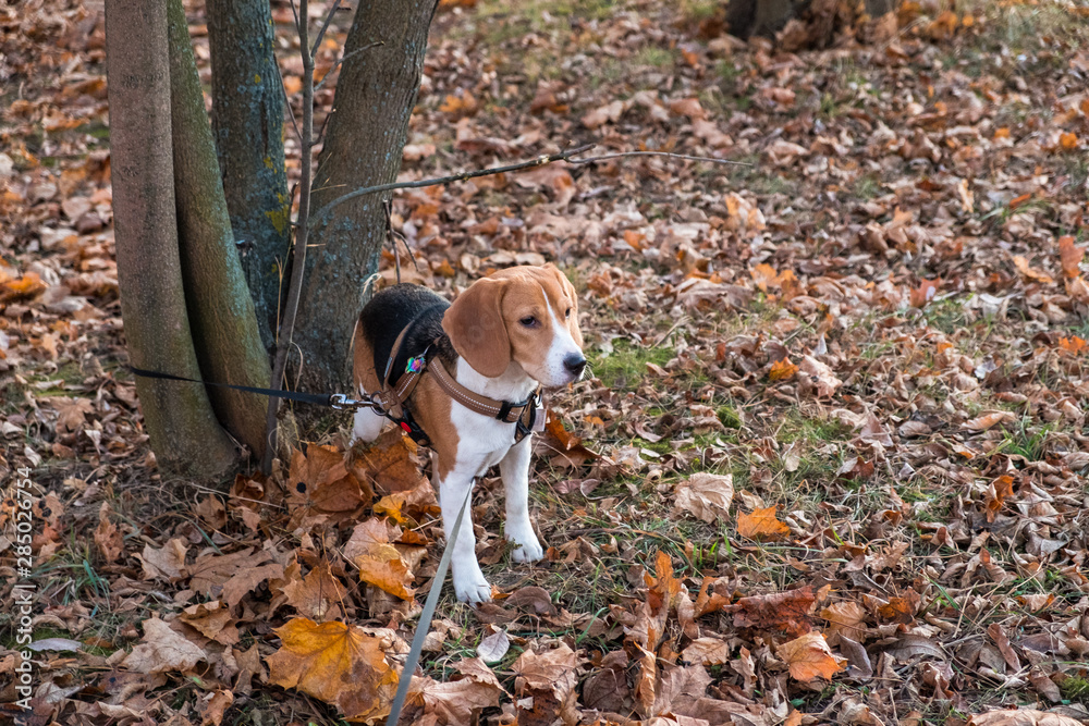 A thoughtful Beagle puppy with a blue leash on a walk in a city park. Portrait of a nice puppy.Eastern Europe.