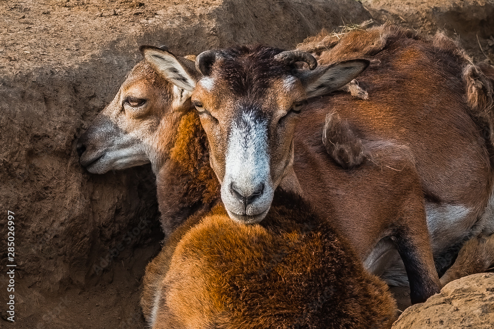 Mother mouflon guards her child