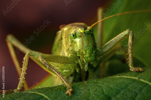 Garden locust close-up