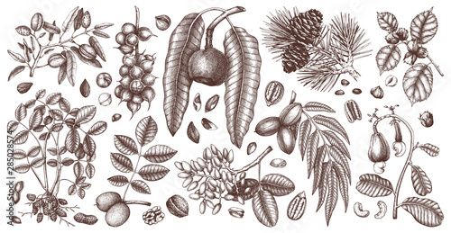 Hand drawn nut trees and plants botanical collection. With trees, branches, nuts, fruits, conifers and cones sketches. Culinary nuts vector illustrations. Healthy food illustrations.