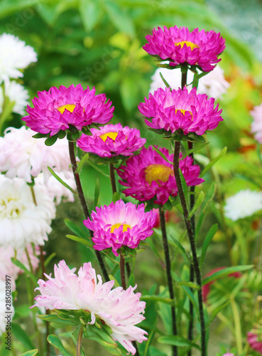 Asters in a flowerbed in a garden © VP