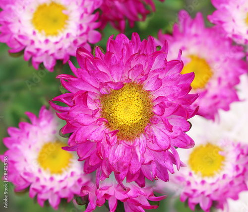 Asters in a flowerbed in a garden 