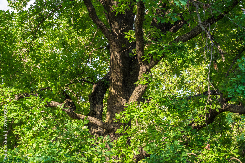 Obraz premium Fragment of the huge trunk and lush crown of a relic oak tree under the golden sunbeams.Eastern Europe.