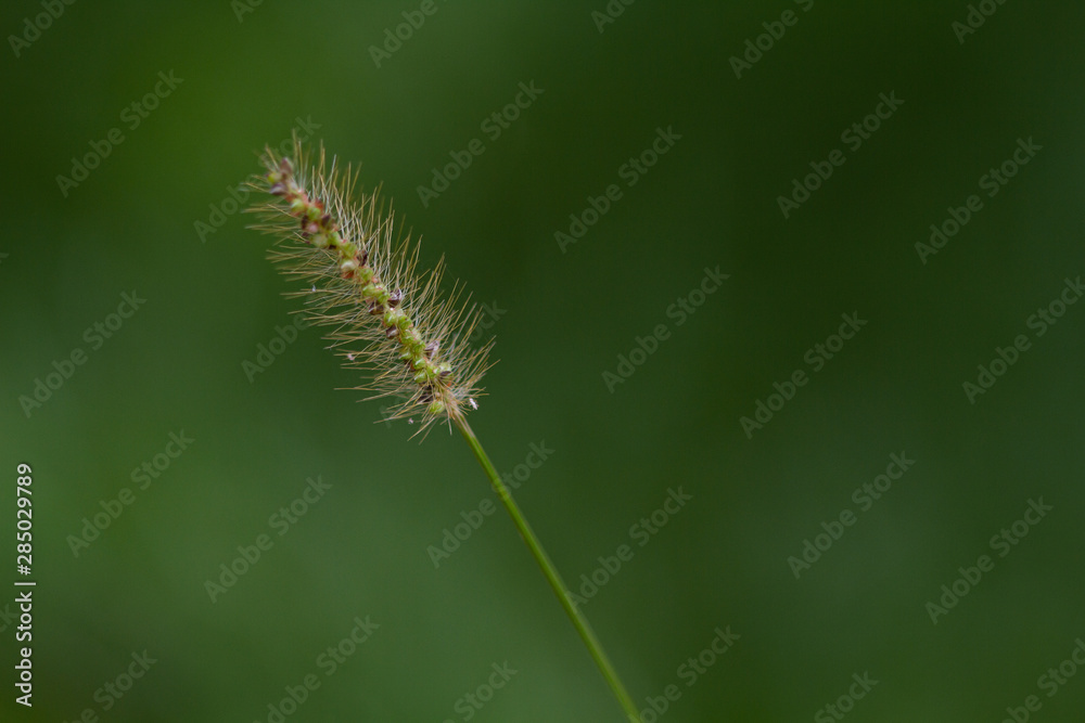 Close up of grass with a green background