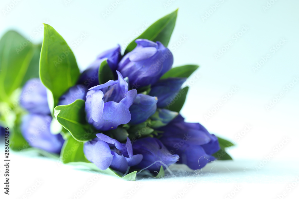 リンドウの花束 Stock 写真 Adobe Stock