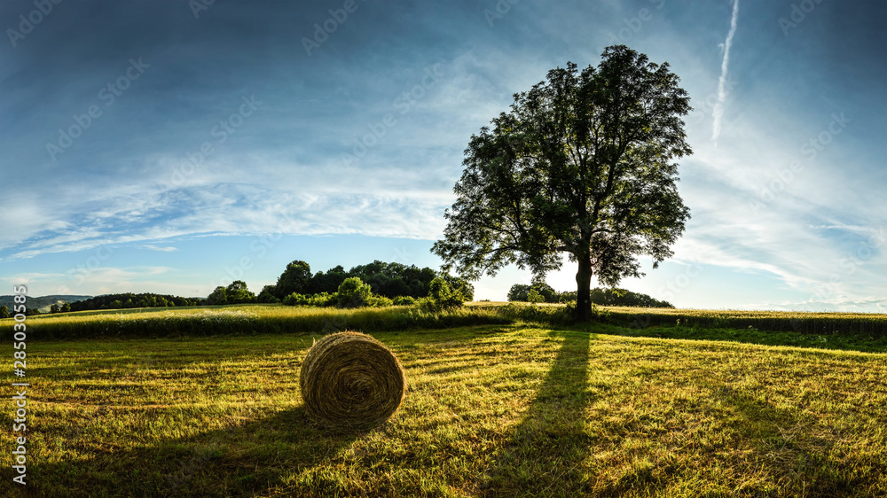 Summer Meadow near Bolkow, Lower Silesia/Poland