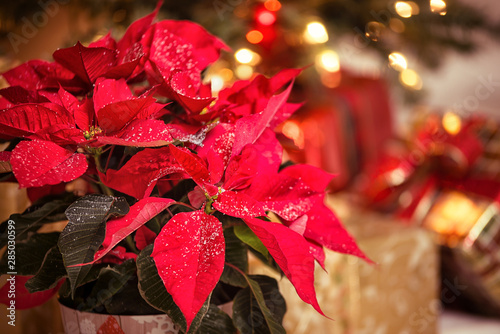 Christmas Star, a red Poinsettia flower with decorative snowflakes on leaves against festive holiday background photo