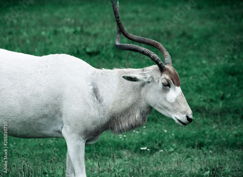 goat on green grass