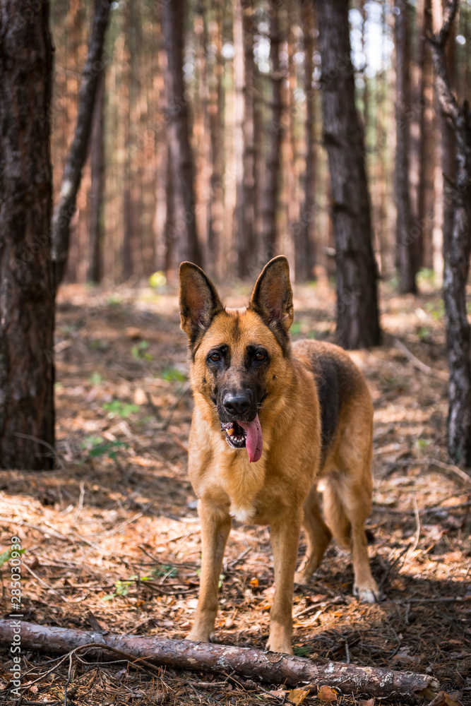 Adult German Shepherd Active Dog, Exercises in Forest, Helthy Lifestyle Adult German Shepherd Active Dog, Exercises in Forest, Helthy Lifestyle