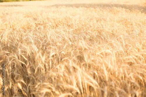 wheat field. yellow wheat field sunny day