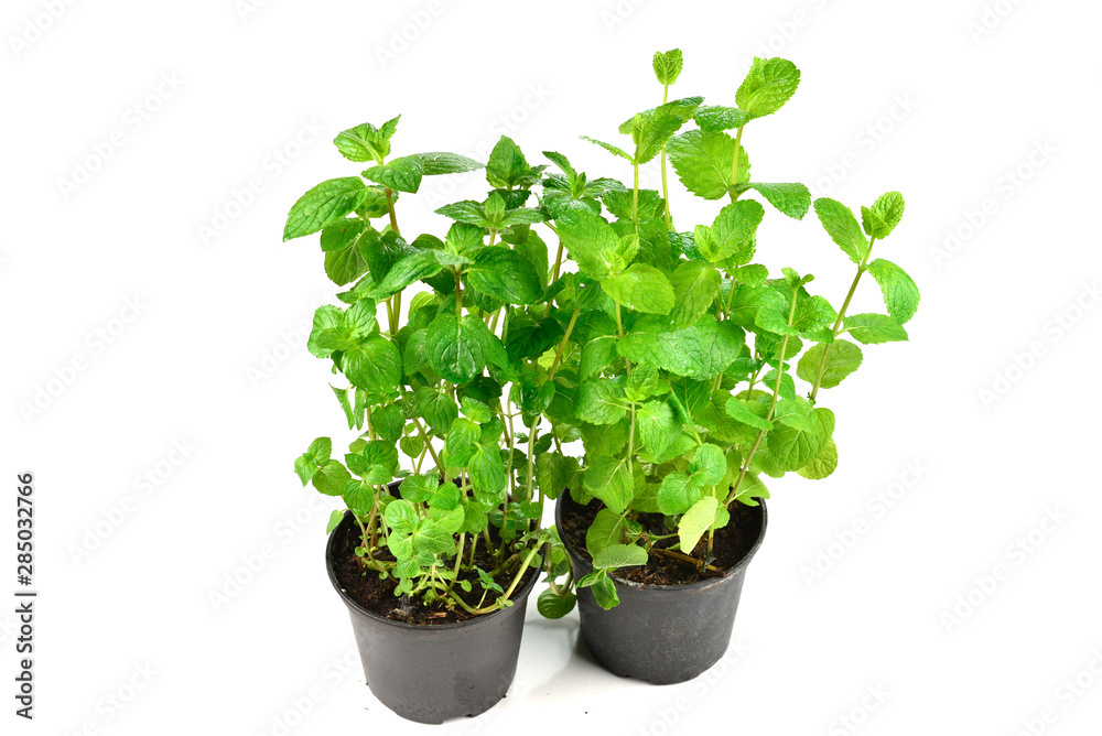 Fresh mint in a pot isolated on white background.