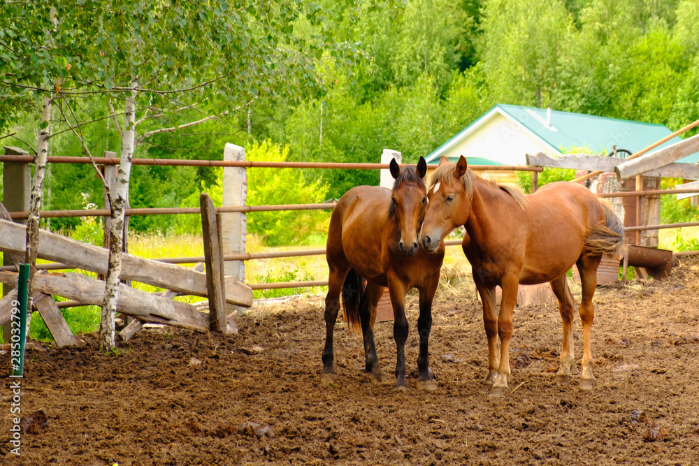a pair of bay horses stand in the corral in nature a pair of bay horses stand in the corral in nature
