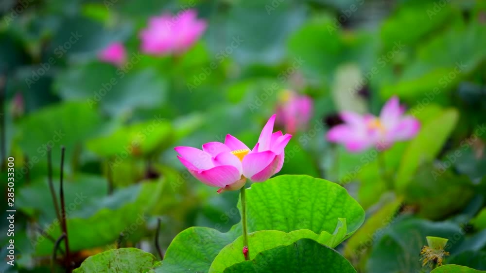 Pink lotus flower. The background is the pink lotus flowers and yellow lotus bud in a pond. Peace scene in a countryside, Vietnam Pink lotus flower. The background is the pink lotus flowers and yellow lotus bud in a pond. Peace scene in a countryside, Vietnam