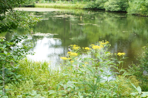 池と花と鳥