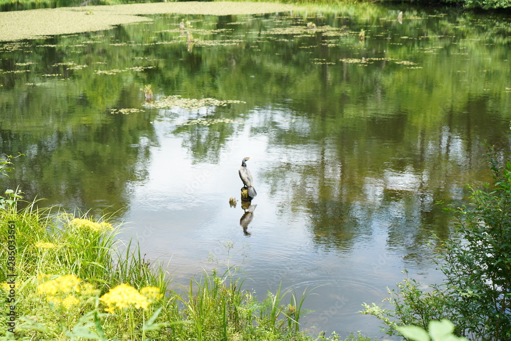 池と花と鳥 池と花と鳥
