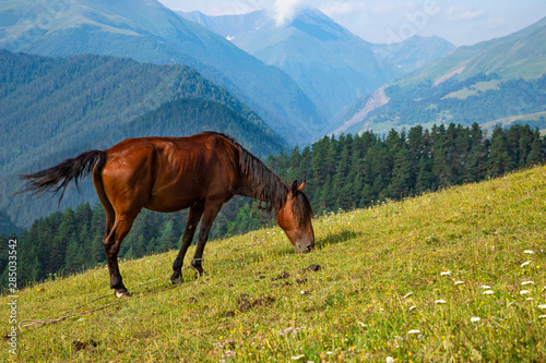 Thoroughbred brown horse grazing on a green Alpine meadow high in the mountains of Omalo Georgia © margo1778