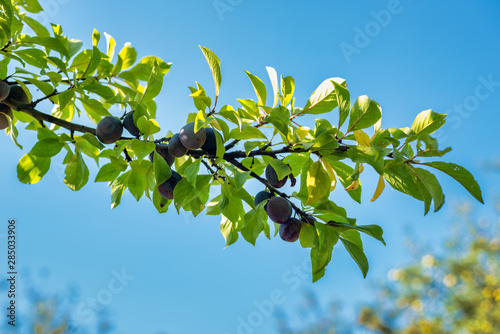 Plums hanging off a branch in the sunlight
