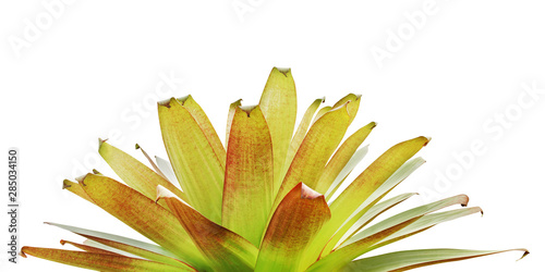 Fotografija Bromeliad Plant Isolated on White Background