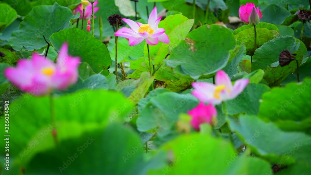 Pink lotus flower. The background is the pink lotus flowers and yellow lotus bud in a pond. Peace scene in a countryside, Vietnam Pink lotus flower. The background is the pink lotus flowers and yellow lotus bud in a pond. Peace scene in a countryside, Vietnam