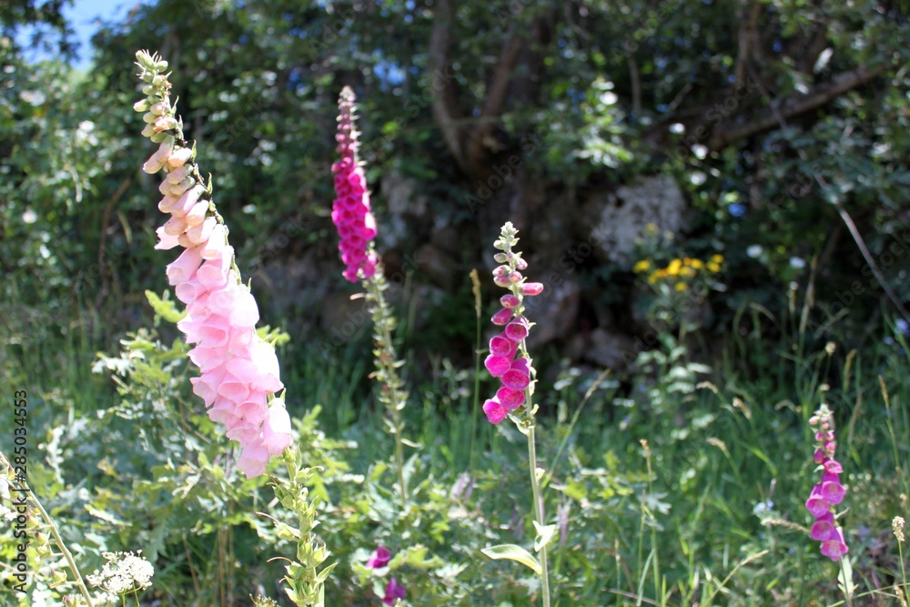 flores silvestres flores silvestres