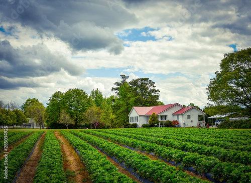 A landscape of a rural house on a farm in North Carolina with rows of green crops in the foreground. photo
