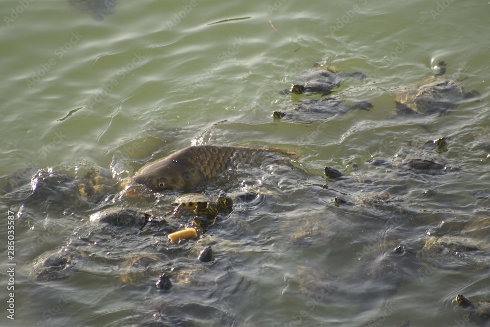 Mauremys leprosa galapago leproso laguna de la barrera malaga colonia de santa ines concentracion con carpa enrome Mauremys leprosa galapago leproso laguna de la barrera malaga colonia de santa ines concentracion con carpa enrome
