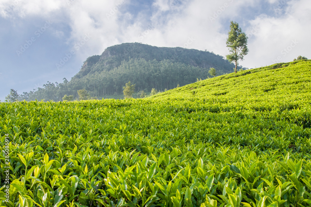 tea field tea field