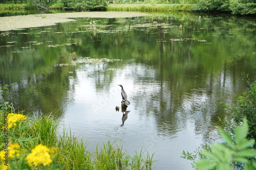 池と花と鳥