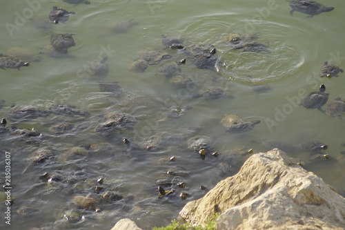 Mauremys leprosa galapago leproso laguna de la barrera malaga colonia de santa ines concentracion photo