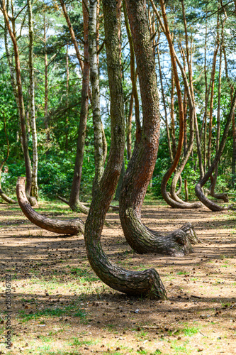 Krzywy las pod Gryfinem photo
