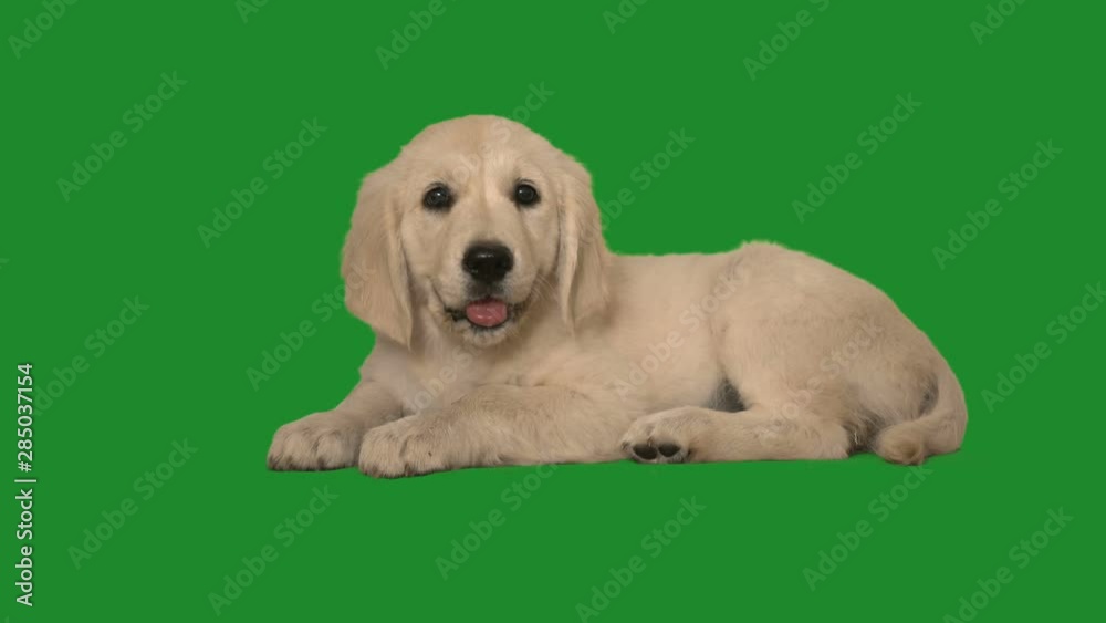 golden retriever puppy on green screen golden retriever puppy on green screen