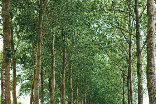 Tree covered pathway