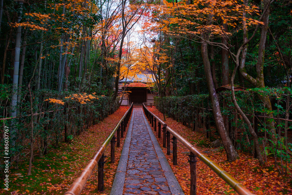 Fototapeta premium 京都 高桐院の紅葉