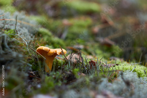  Mushroom chanterelle  in the woods among the moss yellow chanterelles. Mushroom picking and cooking.