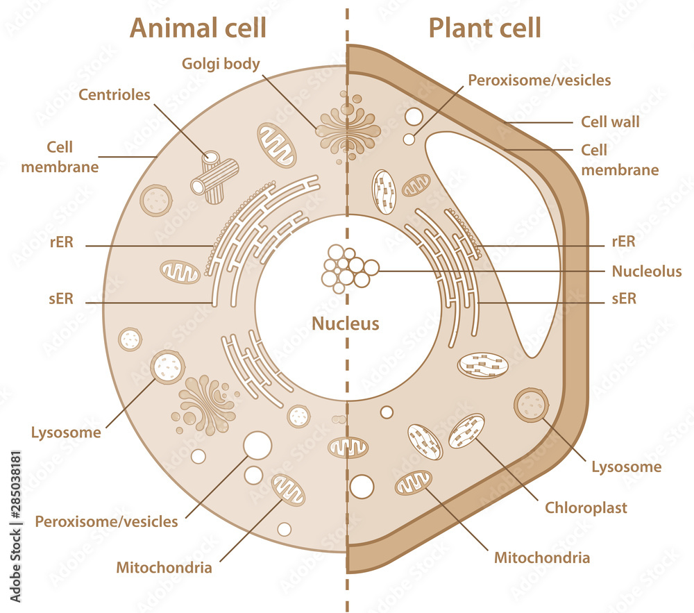 Comparison between plant and animal cells showing different organelles.  High resolution cell drawing for science and education. Stock Illustration  | Adobe Stock